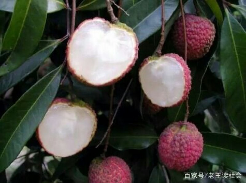 无核荔枝苗