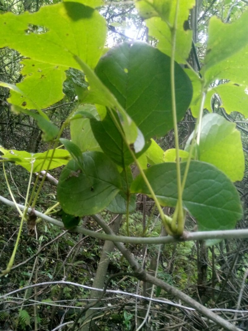 大风藤陕西秦岭野生无硫干快递包邮现货