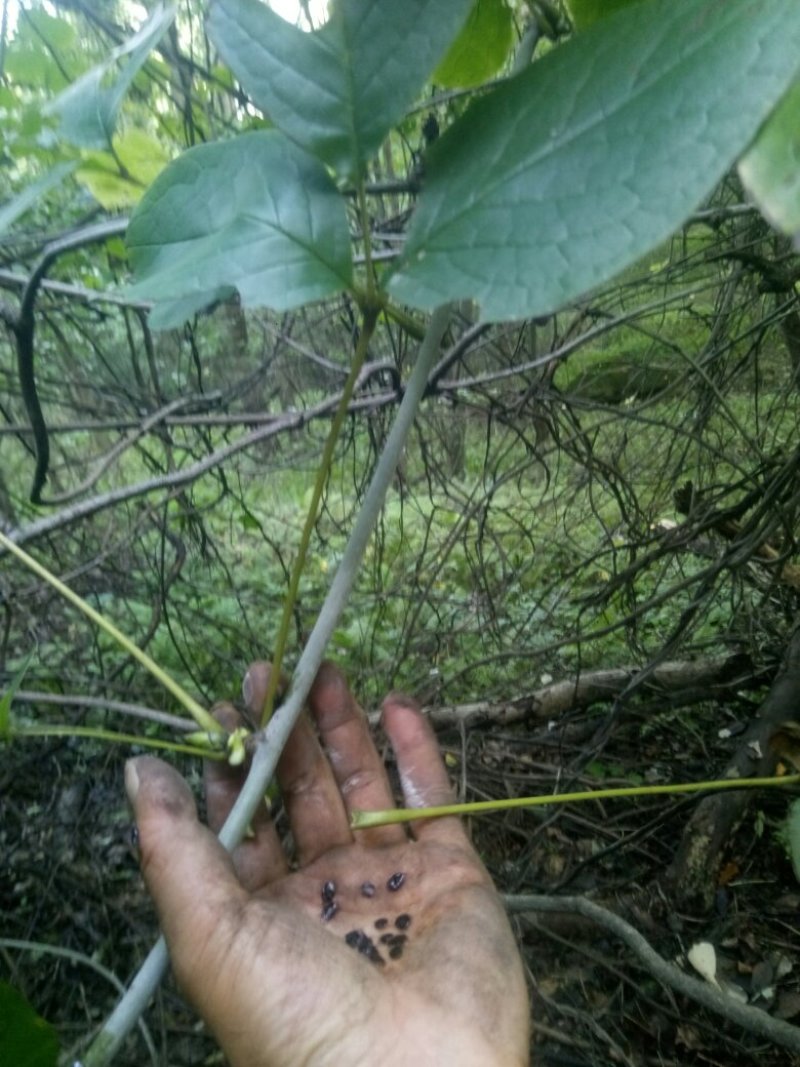 大风藤陕西秦岭野生无硫干快递包邮现货