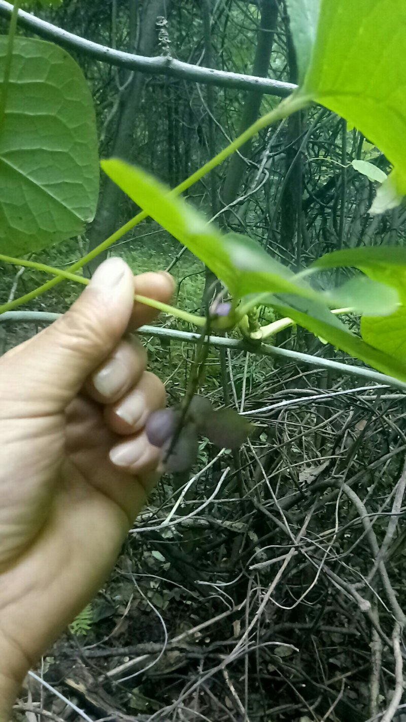 大风藤陕西秦岭野生无硫干快递包邮现货