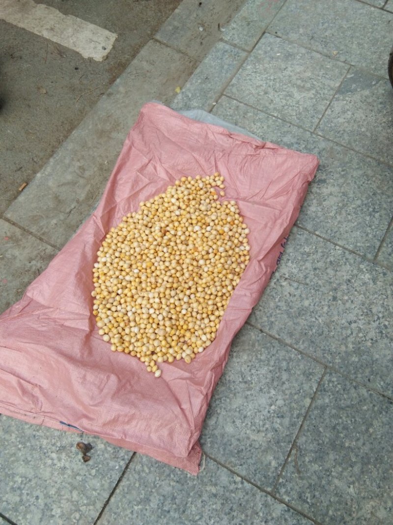 白果
