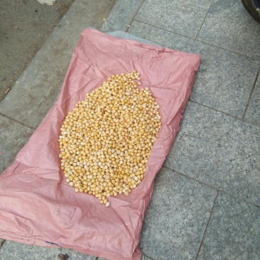 白果
