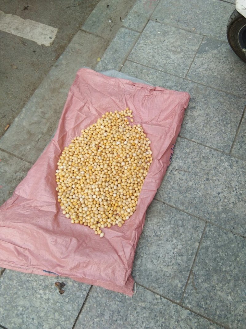 白果