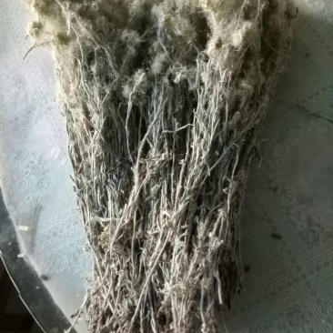 老头草