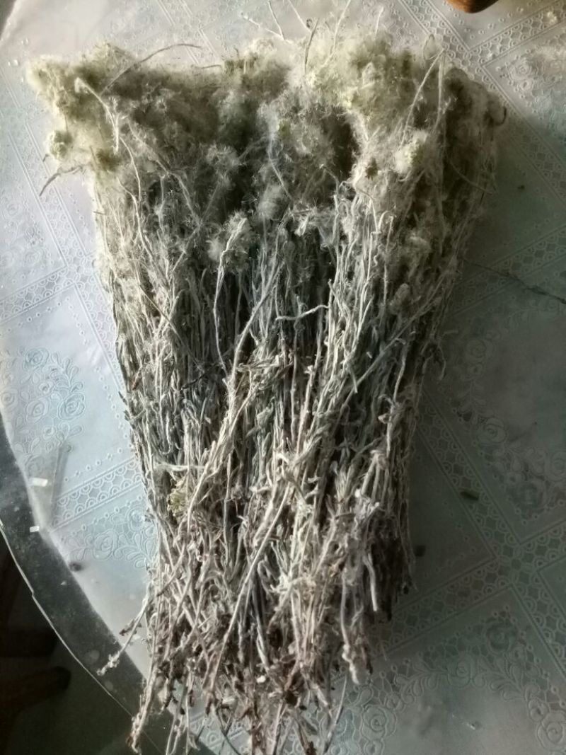 老头草