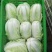 东台黄心大白莱大量上市欢迎光联订货质量好代发全国