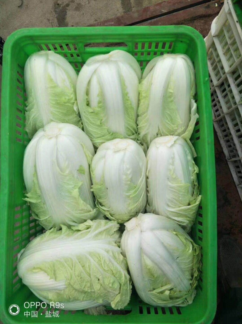 东台黄心大白莱大量上市欢迎光联订货质量好代发全国