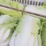 东台黄心大白莱大量上市欢迎光联订货质量好代发全国