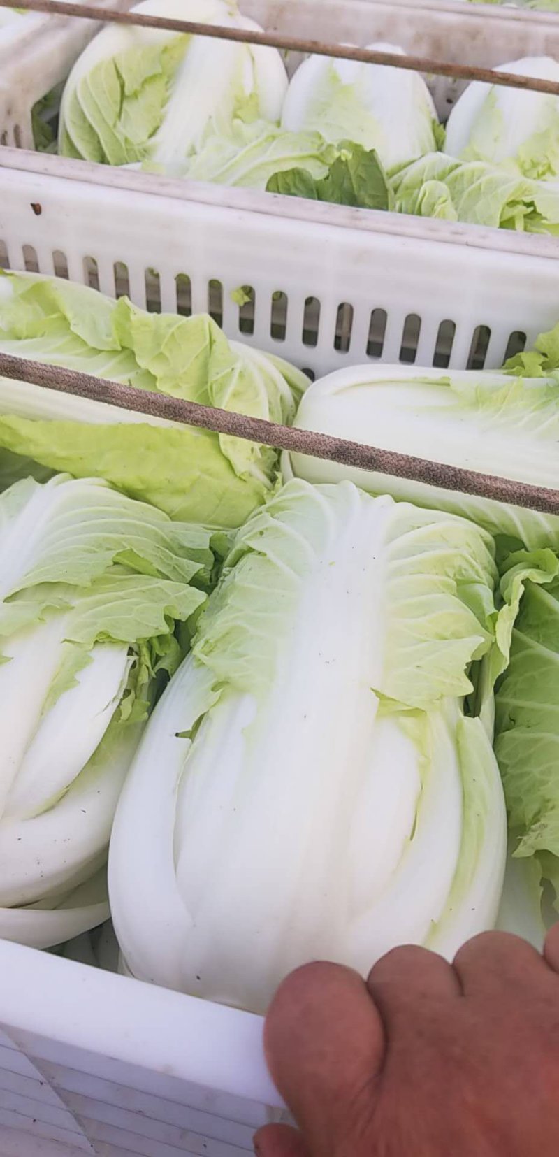 东台黄心大白莱大量上市欢迎光联订货质量好代发全国