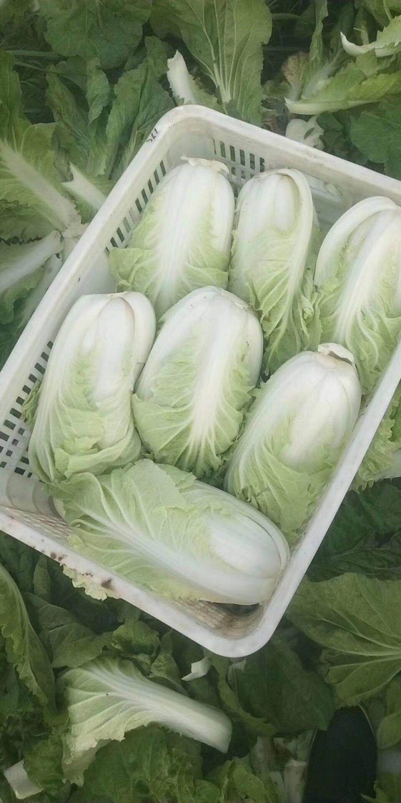 东台黄心大白莱大量上市欢迎光联订货质量好代发全国