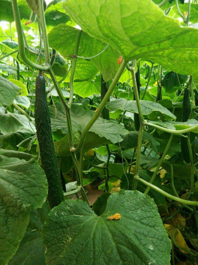 寿光密刺黄瓜产地实力代收供应超市档口电商食堂