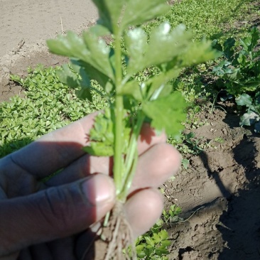 山东商河优质芹菜苗大量供应