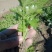 山东商河优质芹菜苗大量供应