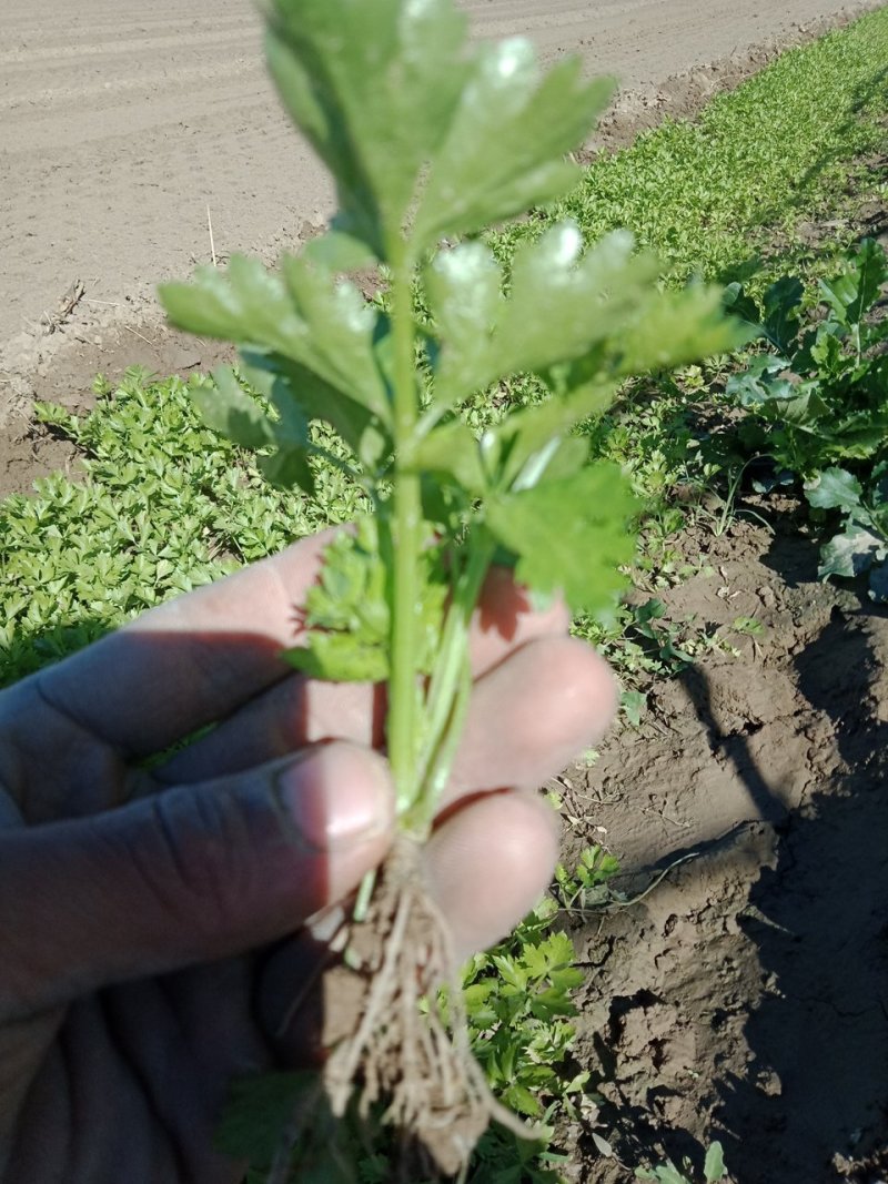 山东商河优质芹菜苗大量供应