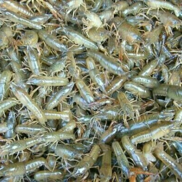 小龙虾种苗抱卵虾基地直销