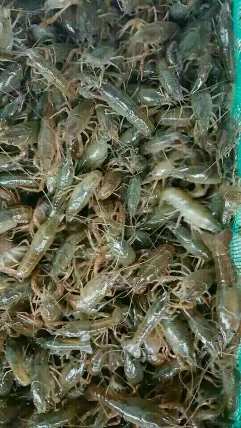 小龙虾种苗抱卵虾基地直销