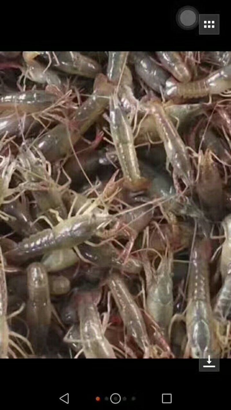小龙虾种苗抱卵虾基地直销