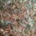 小龙虾种苗抱卵虾基地直销