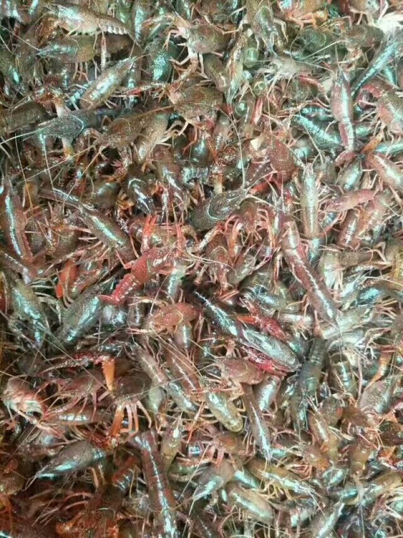小龙虾种苗抱卵虾基地直销