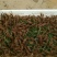 小龙虾种苗抱卵虾基地直销