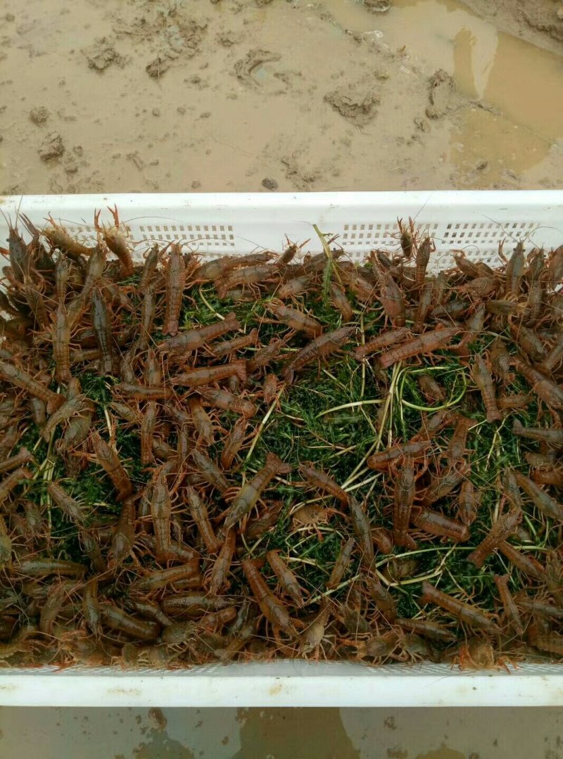 小龙虾种苗抱卵虾基地直销