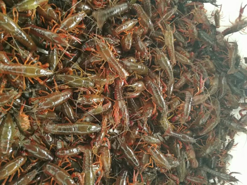 小龙虾种苗抱卵虾基地直销