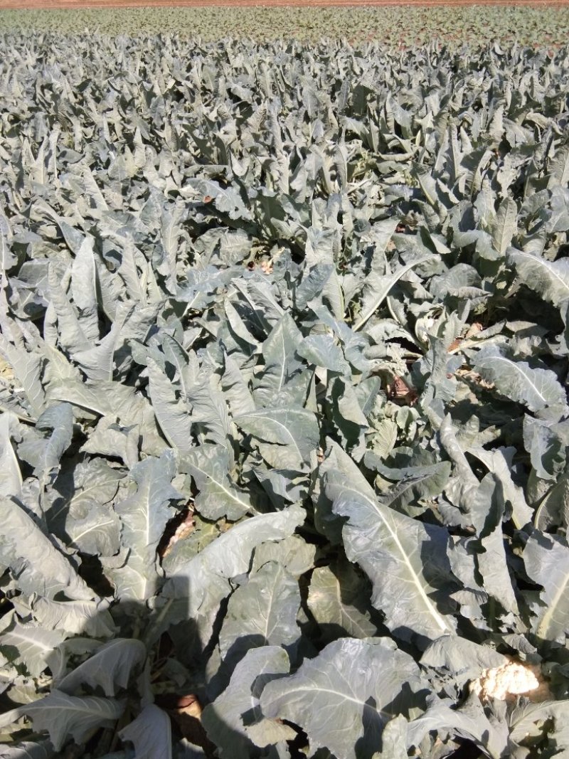 白花菜，单球重1一1.5公斤花球白，无虫无腐烂，己陆续上