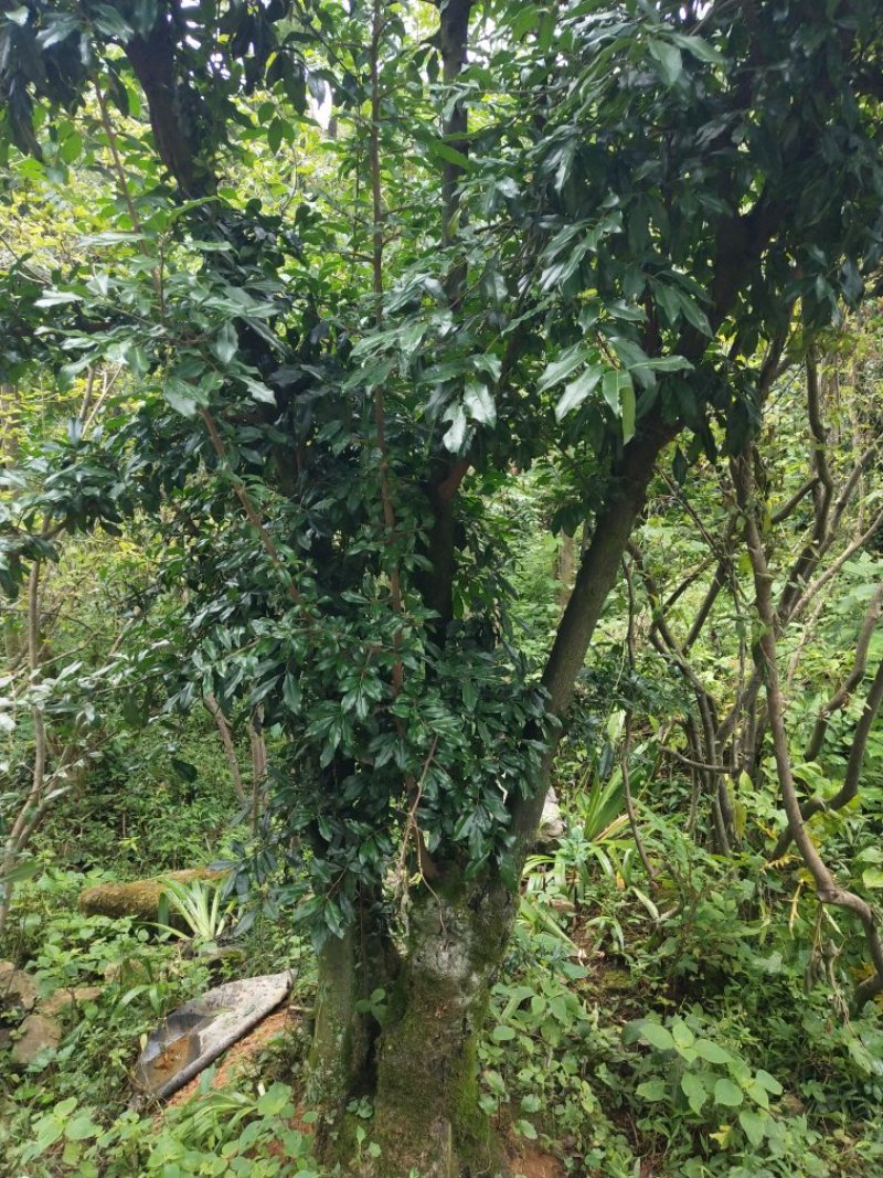 映山红树桩