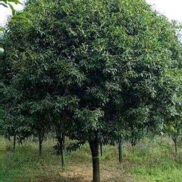 桂花树精品小苗～30cm树形好