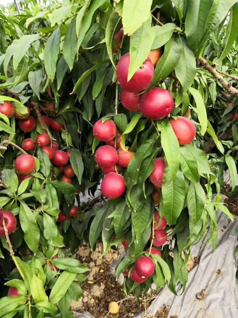 山西运城永济枣油桃珍珠油桃视频可见