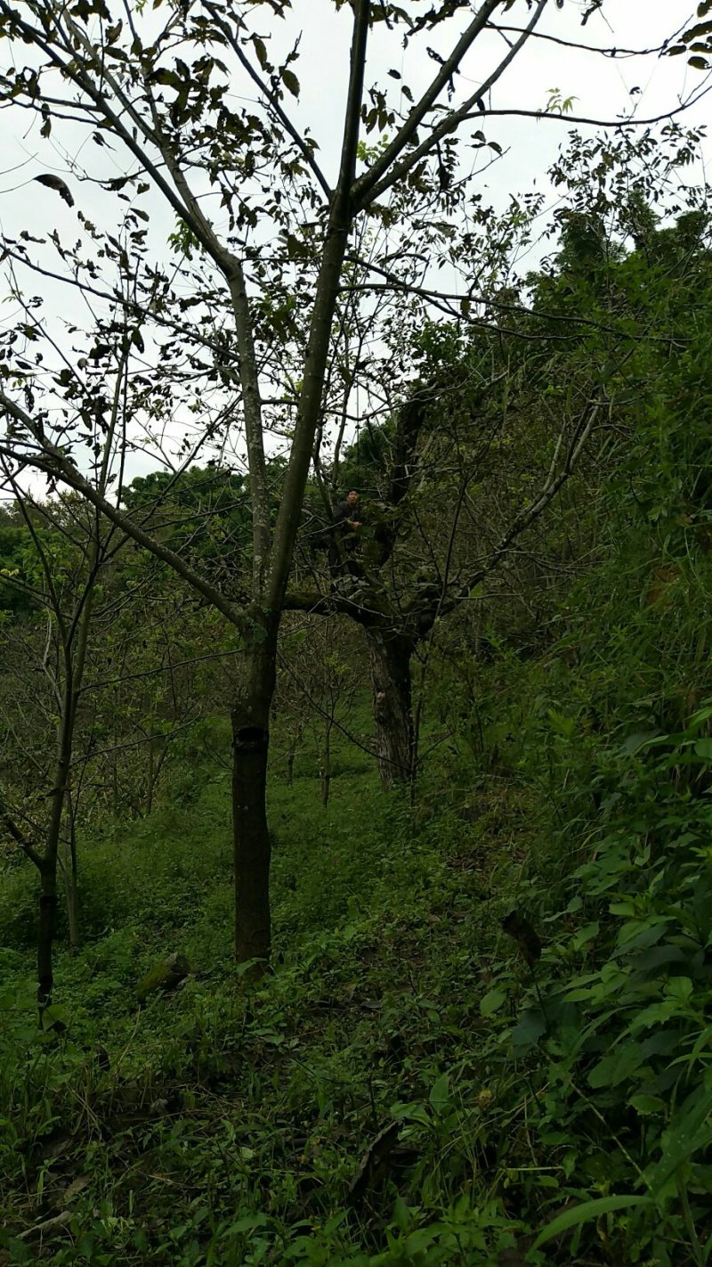 鲜核桃
