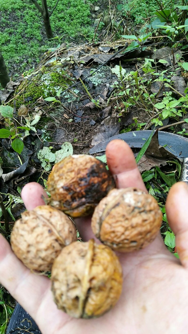 鲜核桃