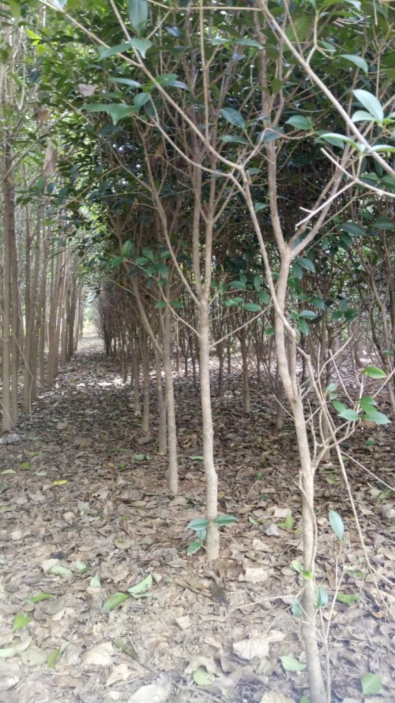 桂花树