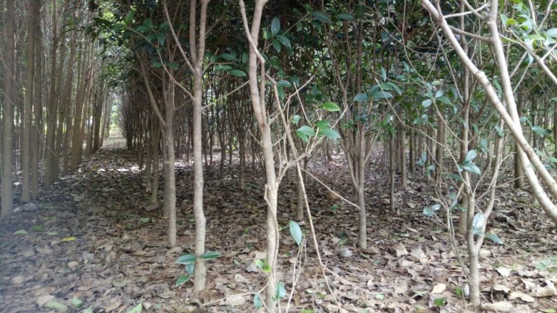 桂花树