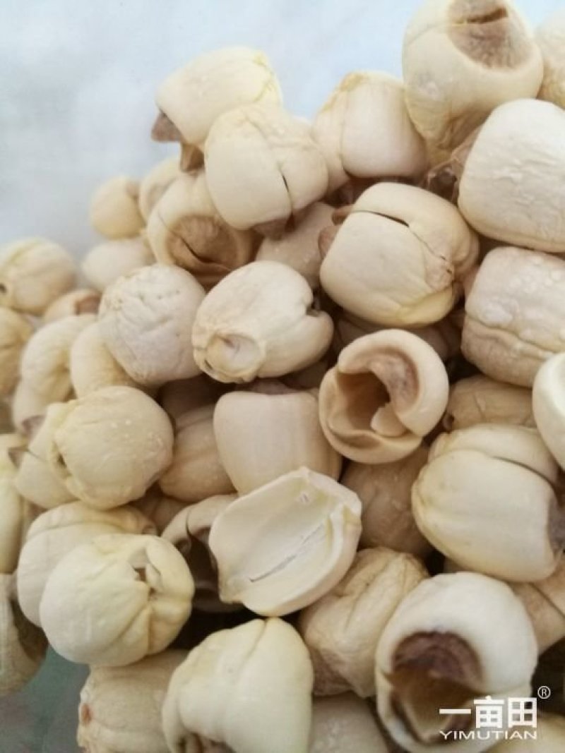 优质莲子干