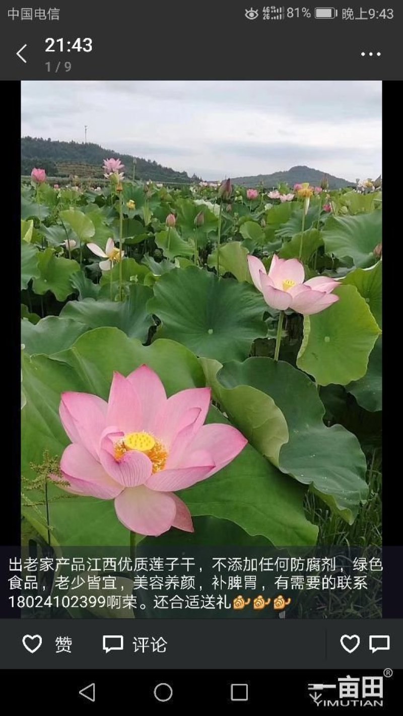 优质莲子干