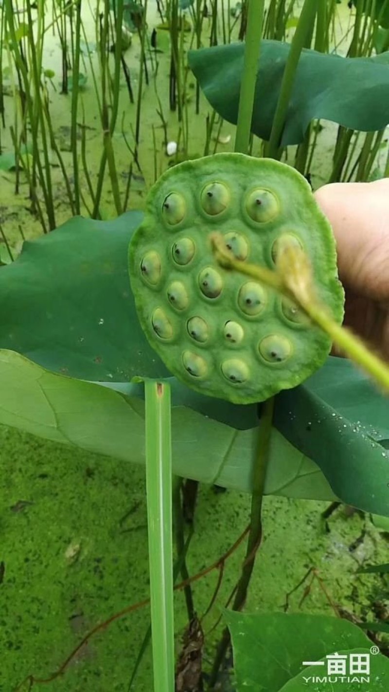 优质莲子干