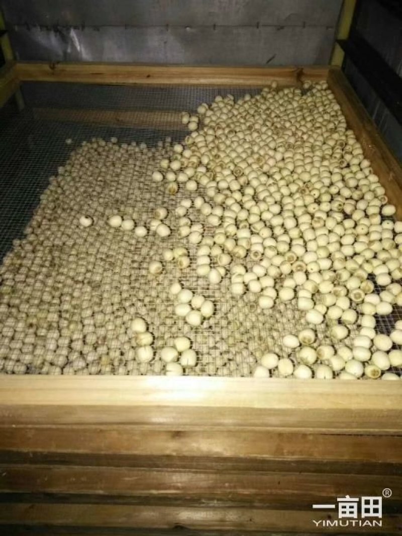 优质莲子干
