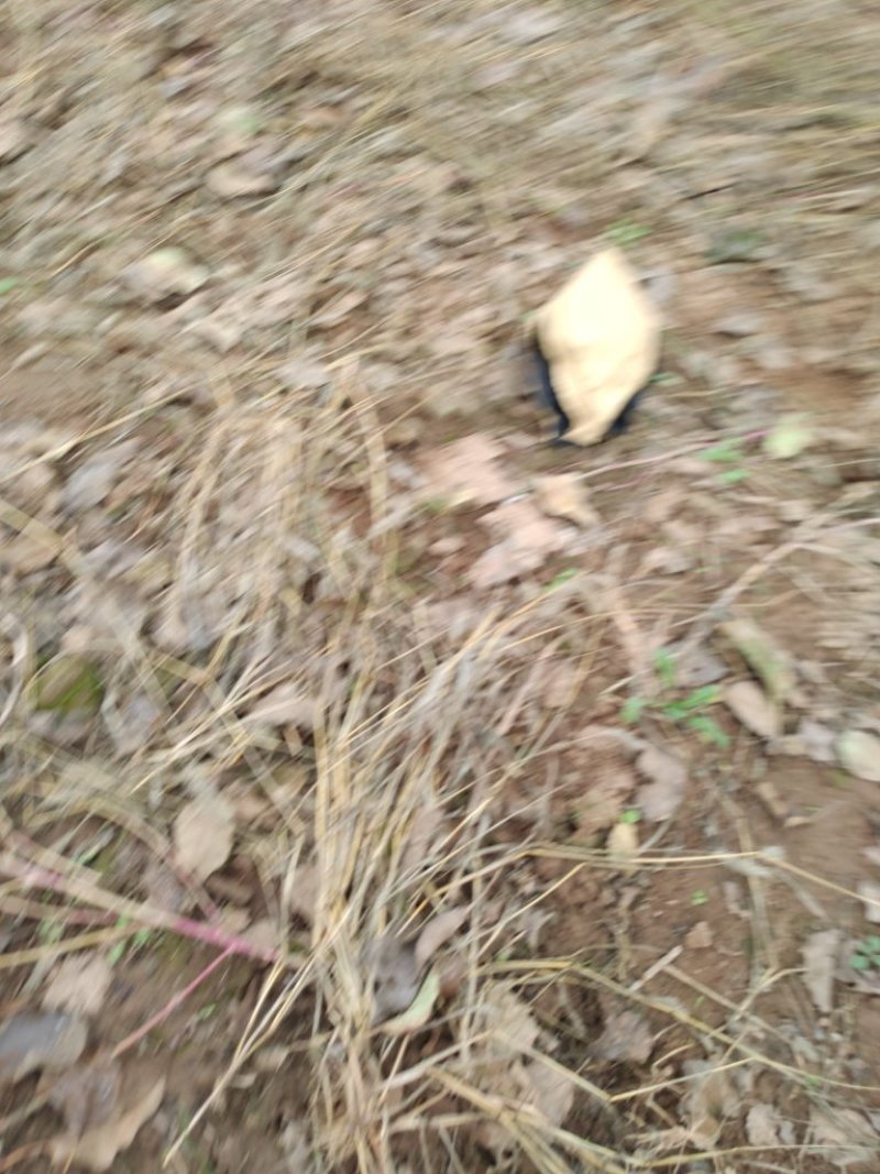 陕西富县苹果