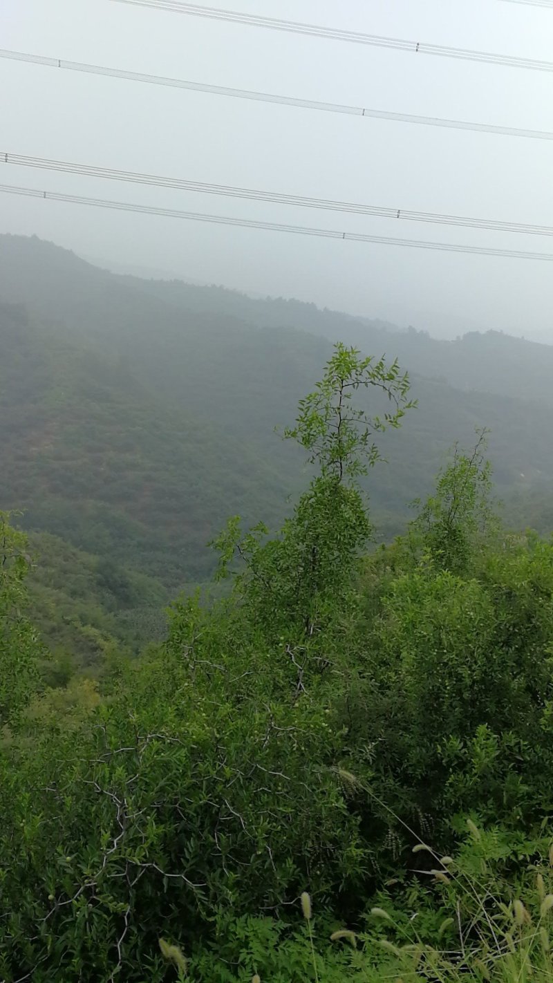 荒山