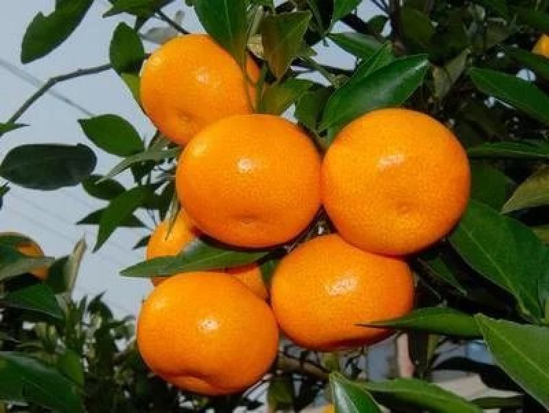 新余蜜橘自产自销蜜桔