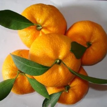 新余蜜橘自产自销蜜桔