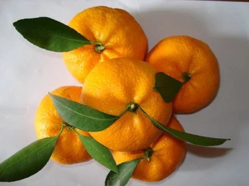 新余蜜橘自产自销蜜桔