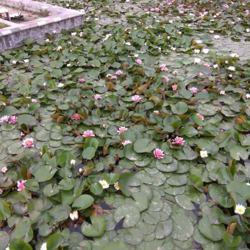 睡莲