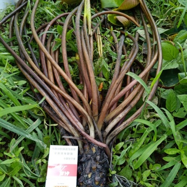 睡莲