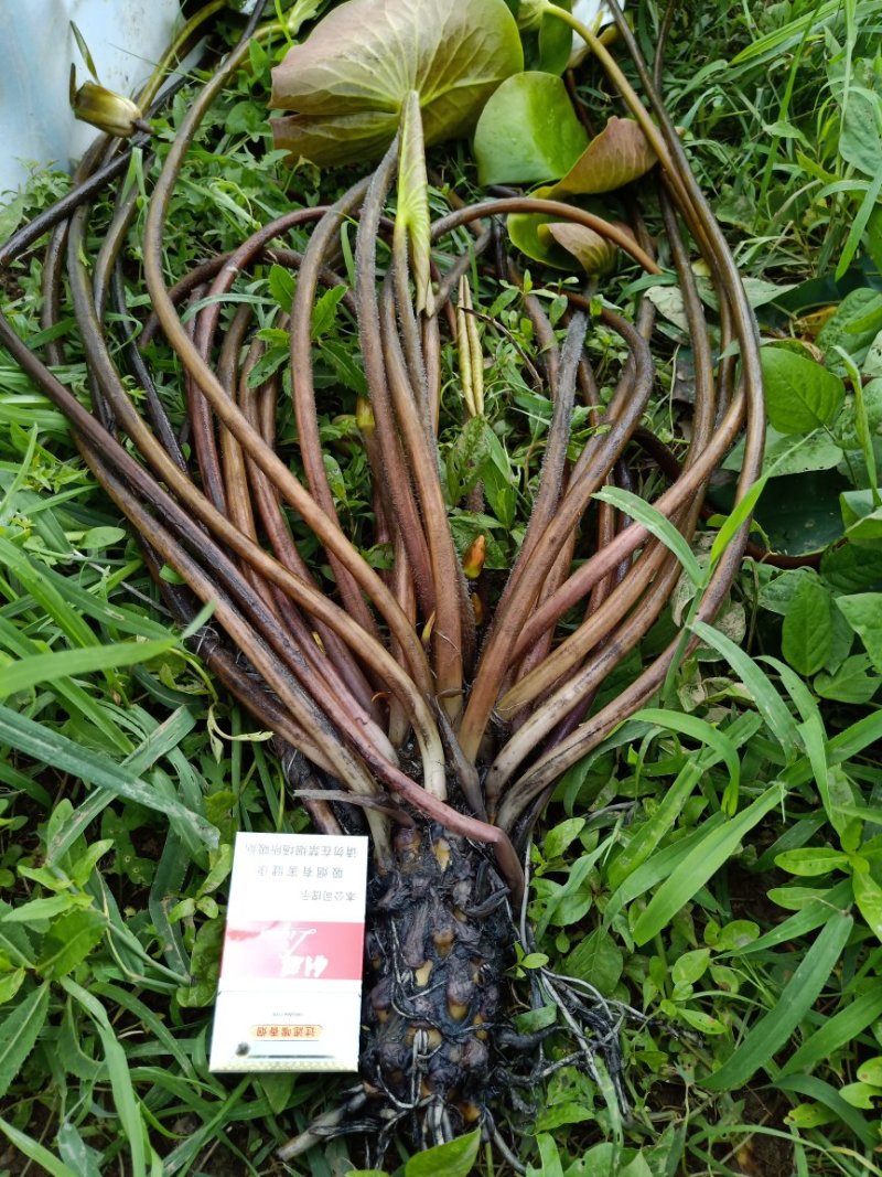 睡莲