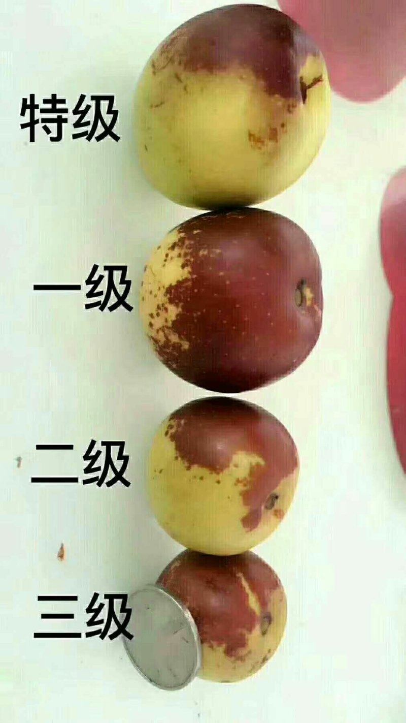 沾化冬枣百果之王脆甜无渣