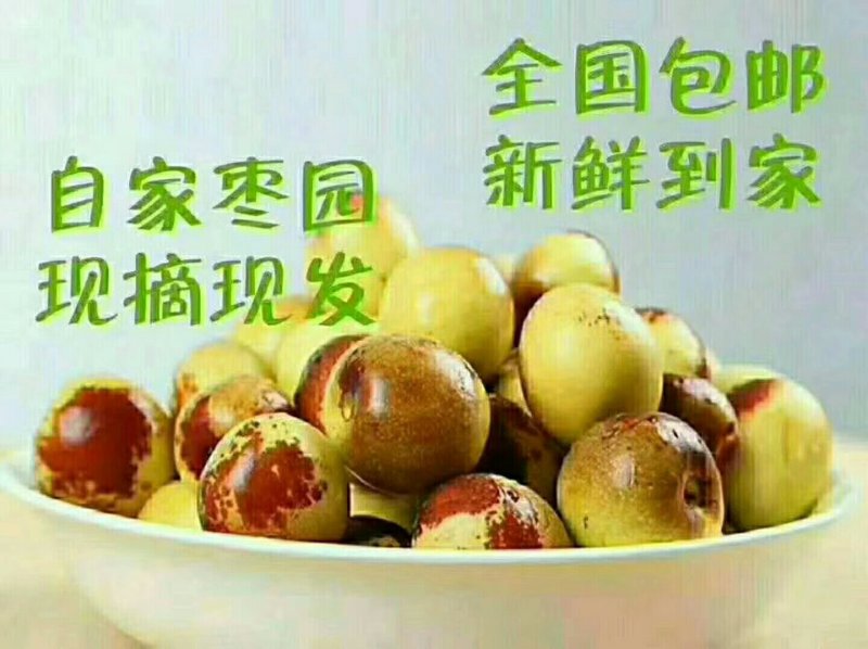 沾化冬枣百果之王脆甜无渣