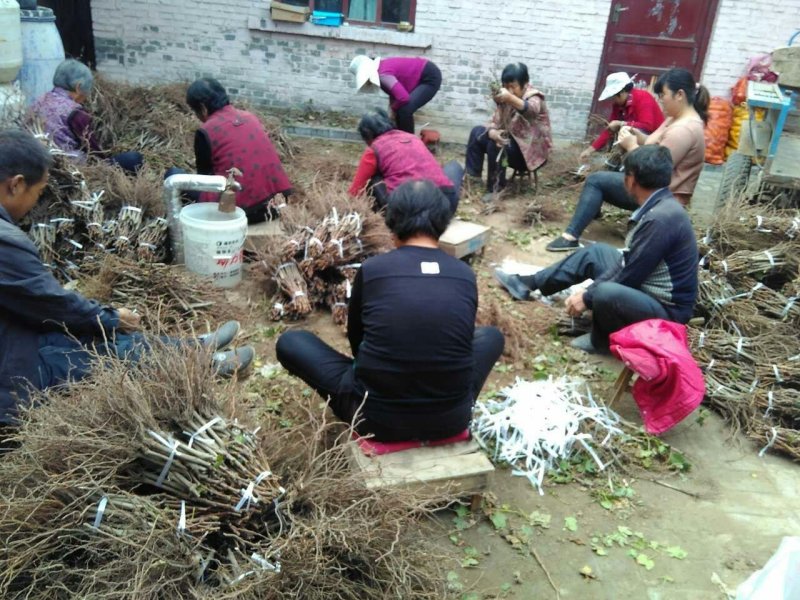 葡萄苗各种葡萄苗保证纯度成活率