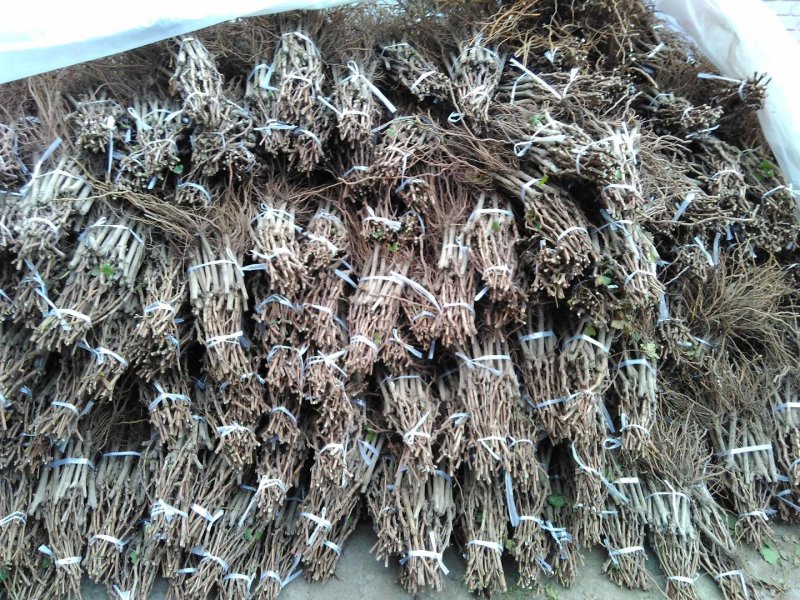 葡萄苗各种葡萄苗保证纯度成活率